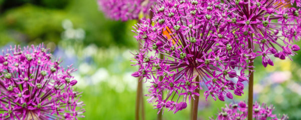 Allium cyrilli