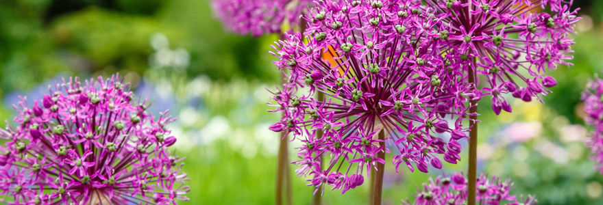 Allium cyrilli